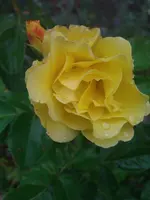 WP_000177.webp