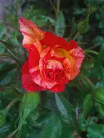 WP_000178.webp