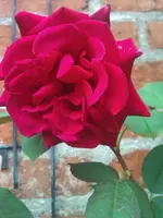 WP_000179.webp