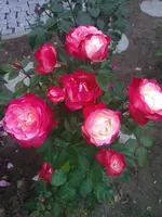 WP_000173.webp