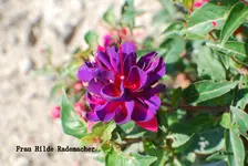 DSC_0025.webp
