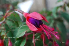 DSC_0052.webp