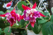 DSC_0024.webp