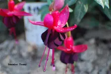 DSC_0058.webp