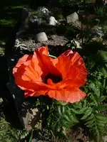 P1050061.webp