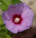rosa Hibiscus 120824.webp
