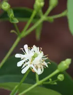 Sieben Soehne des Himmels.webp