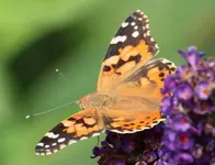 Distelfalter 120824_2.webp