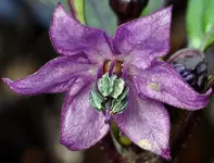 Chili Black Pearl Bluete.webp