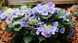 blaue Tellerhortensie blüht so wunderschön_600.webp