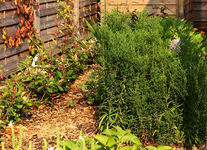 Herbstaster nahezu halbiert_600.webp