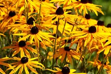 Rudbeckie soweit das Auge reicht_1280.webp