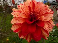 P1020721.webp