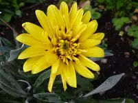 P1020695.webp