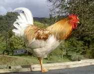 Hahnv.webp