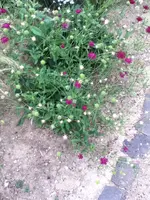 244.webp
