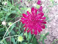 245.webp