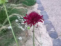 247.webp