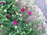 246.webp