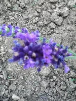 297.webp