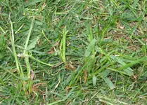 Rasen1.webp