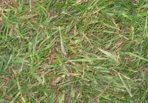 Rasen2.webp