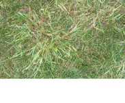 Rasen3.webp