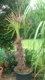 Palme1.webp