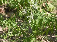 DSCN2279.webp