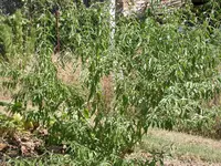 DSCN2281.webp