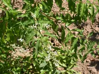 DSCN2282.webp