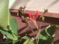 C. La.Ro. Rot m. Kapseln.webp