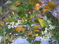 unbek Pflanze.webp
