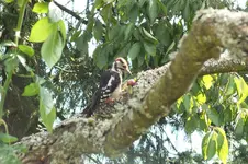 2012_0825Sommer0010.webp