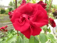 274.webp