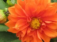 116.webp