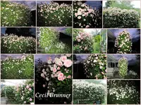 Rosenhecke Cecil Brunner v.webp