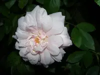 Cecil Brunner.webp