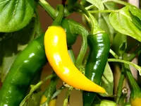 dutch chili.webp