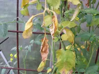 Tomatenkrankheit Datteltomate.webp