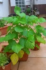 CIMG4634.webp