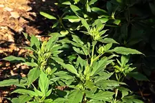 Knospen am Fireball_640.webp