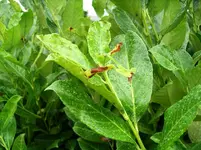 IMGP3503.webp