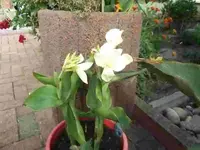 Canna Schnee weiss.webp