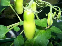 12.06.02-tomate-corianne-f1-andenhorn1.webp
