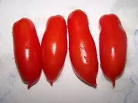 12.08.26-tomate-corianne-f1-andenhorn3.webp
