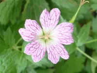 Geranium.webp