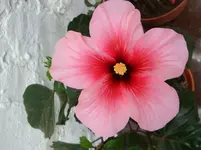 Zimmerhibiskus.webp