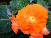 Knollenbegonie.webp