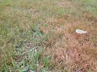 rasen_genau.webp